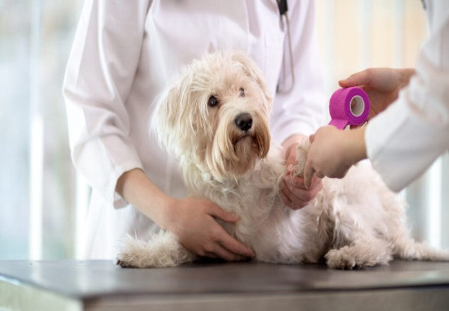 Vet Guide: 4 Major Advances in Veterinary Science Over the Last Decade 2025 Edition 🧬🐶