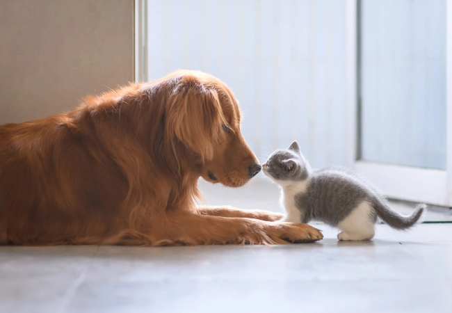 Can Dogs Tell the Difference Between Dogs and Other Animals 2025 🐶🧠