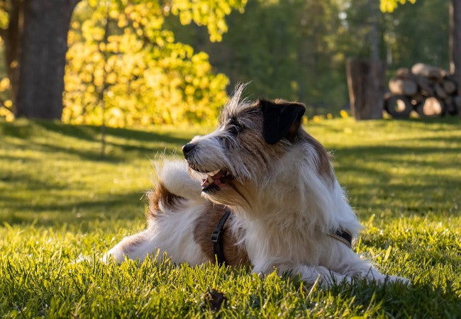 Vet Approved Guide: Dog-Friendly Parks and Nature Reserves in New Zealand (2025 Edition) 🐶🌿