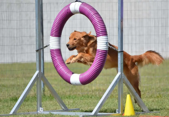 Vet Approved Guide How to Turn Anything Into Dog Parkour Course 2025 🐶🏙️