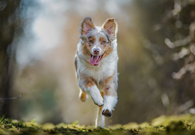 Vet Approved Guide: Why Your Dog’s Personality Might Not Match Their Breed (2025 Edition) 🐶🧬