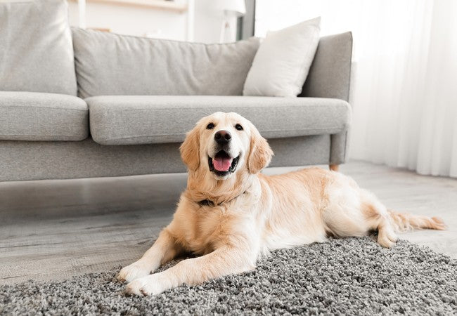 Vet Guide to 2025 Couch Training: How to Keep Dogs Off Furniture 🐶🩺