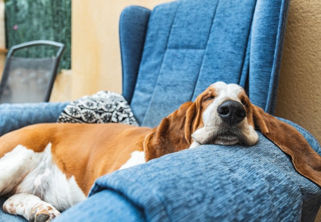 Vet Guide to 2025 Dog Dreams: Understanding, Comfort & Dream Support 🐶🩺