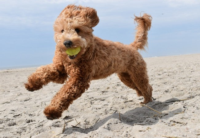 Vet Guide to 2025 Doodle Dog Types: Goldendoodle, Labradoodle & More! 🩺🐶