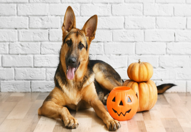 Vet Guide to 2025 Halloween Pet Safety: Tips, Tricks & Expert Support 🩺🐶