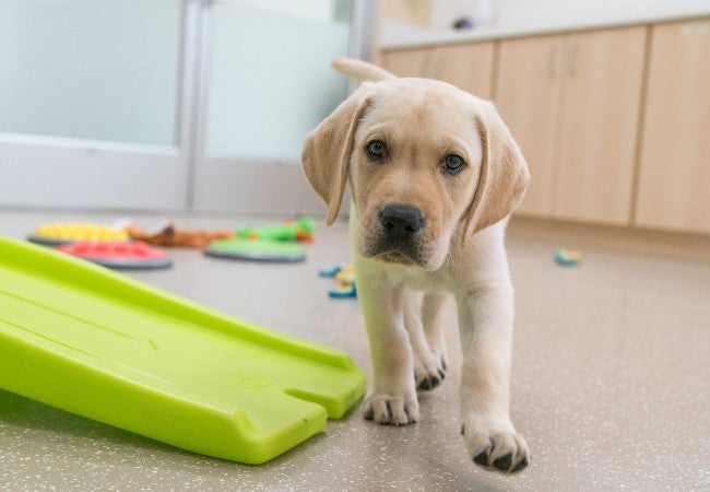 Vet Guide to 2025 Mental Enrichment for Dogs: 9 Smart Ways to Stimulate Your Pup 🐶🩺