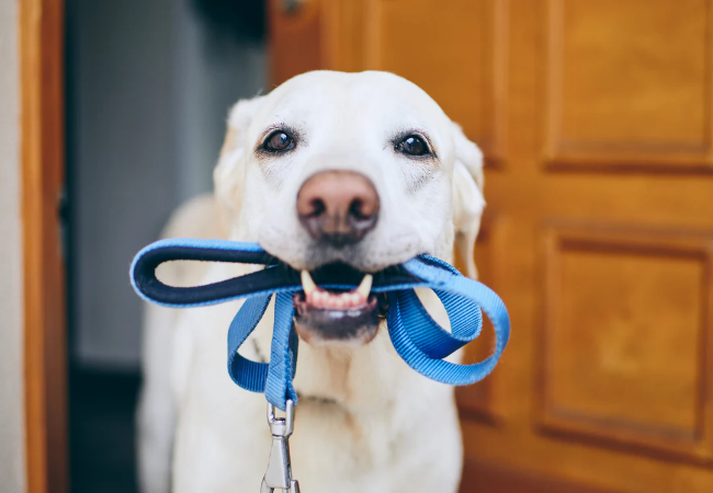Vet Guide to 2025: Expert Dog Walking Tips for Health, Safety & Bonding 🐶🩺