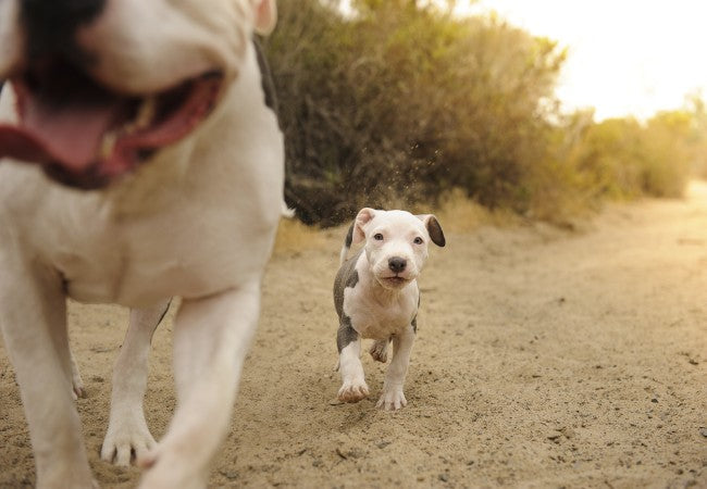 Vet Guide to 2025: How to Find an Ethical, Reputable & Responsible Dog Breeder 🩺🐶