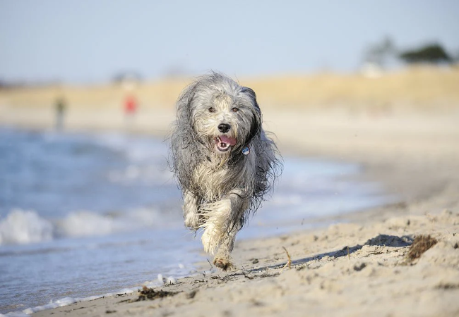 Vet Guide to 2025: How to Teach Your Dog to Come When Called 🐶🩺