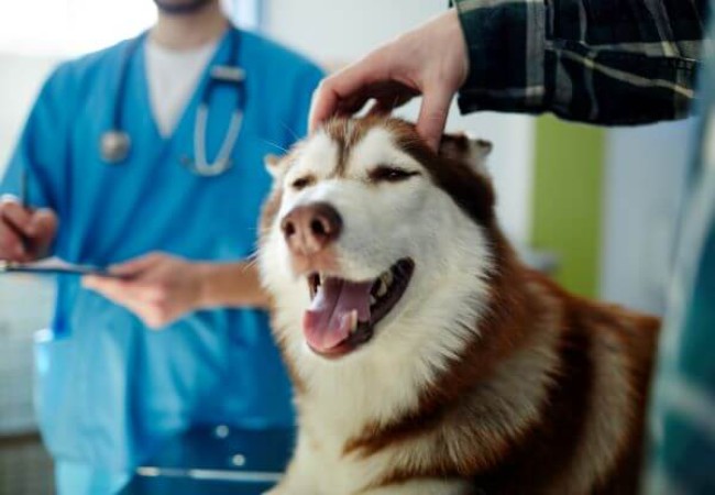 Vet Guide to 2025: Secondhand Smoke Risks for Pets & How to Protect Them 🩺🐶