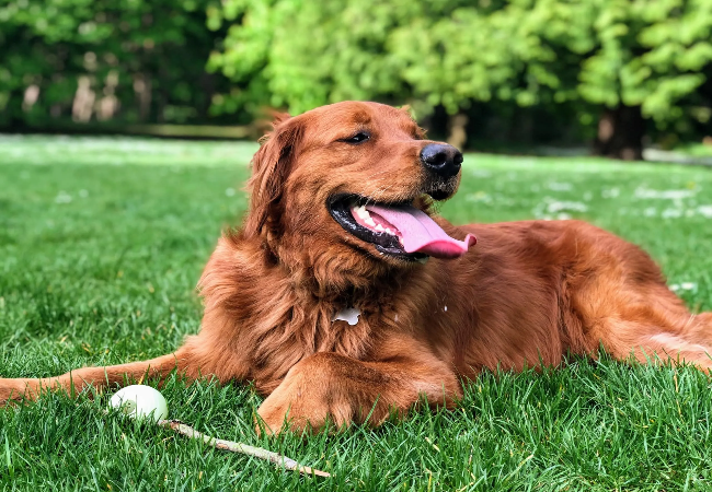 Vet Guide to 2025: Why Dogs Pant Signals of Health, Stress & When to Worry 🐶🩺