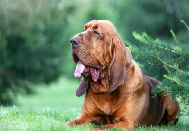 Vet Guide to 2025: Why Your Dog’s Ears Smell Bad & What to Do 🐶🩺