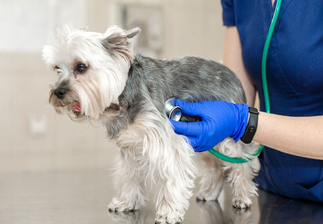 Vet Guide to Atrial Septal Defect in Dogs 2025 🐶❤️