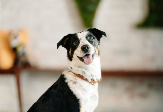 Vet Guide to Canine Distemper in Dogs 2025 🐶🩺