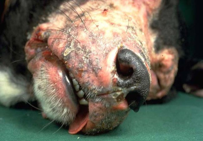 Vet Guide to Canine Lupus Erythematosus 2025: Symptoms, Diagnosis & Care 🐾