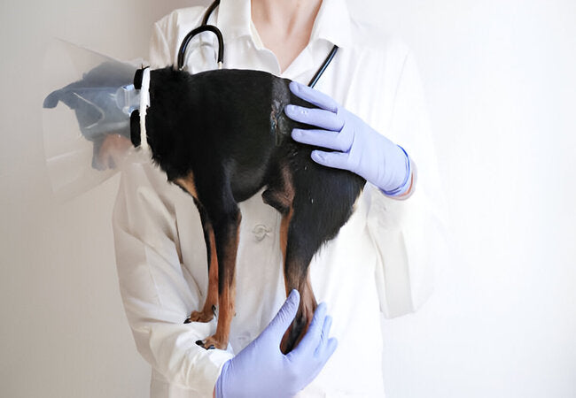 Vet Guide to Canine Melanoma in 2025: Diagnosis, Treatment & Hope 🐾⚕️