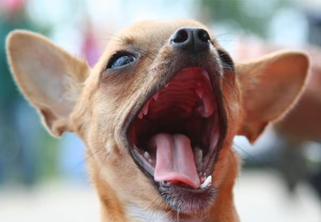 Vet Guide to Chronic Vomiting in Dogs 2025 🤢🐶