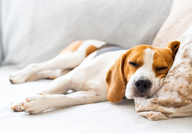 Vet Guide to Clostridial Enterotoxicosis in Dogs 2025 🐶🩺