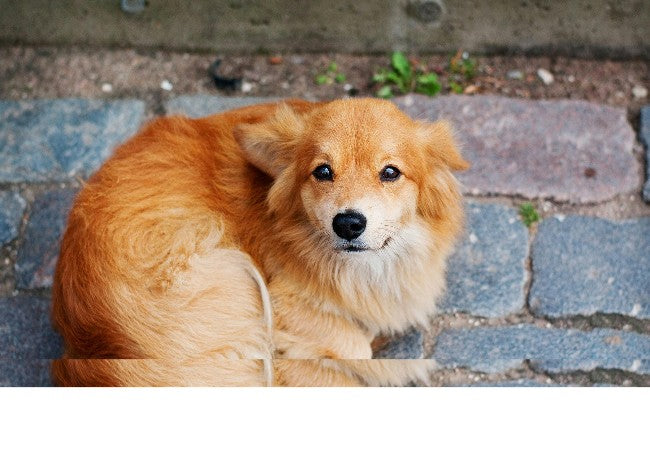Vet Guide to Coccidiosis in Dogs 2025 🐶🩺