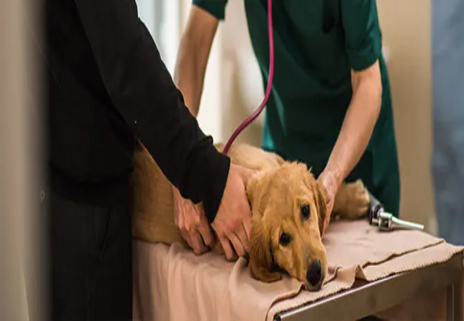 Vet Guide to Colitis in Dogs 2025 🐶💩