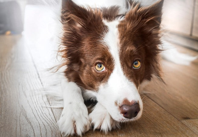 Vet Guide to Collie Eye Anomaly in Dogs 2025 🐶👁️