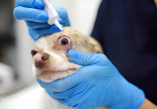 Vet Guide to Conjunctivitis in Dogs (Pink Eye) 2025 🐶👁️