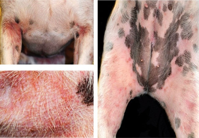 Vet Guide to Contact Dermatitis in Dogs 2025 🐶🌿
