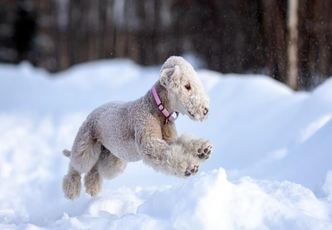 Vet Guide to Copper Storage Disease in Dogs 2025 🐶🧬