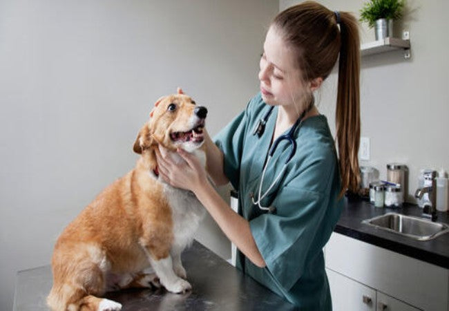 Vet Guide to Cushing’s Disease in Dogs 2025 🐶🩺