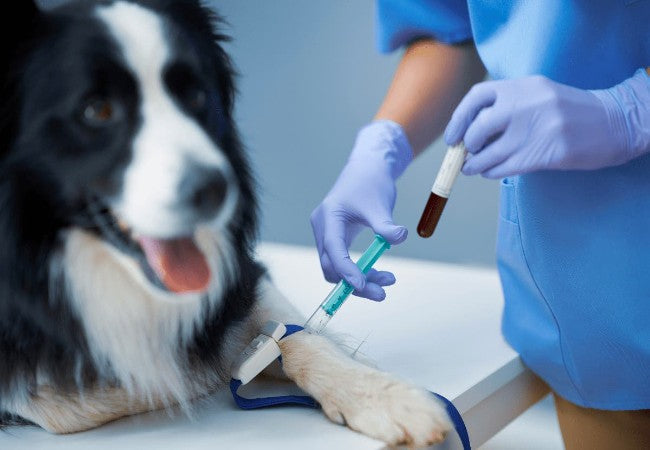 Vet Guide to Cyanosis in Dogs 2025 🐶🩺