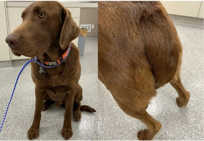 Vet Guide to “Dead Tail” (Limber Tail Syndrome) in Dogs 2025 🐶🩺