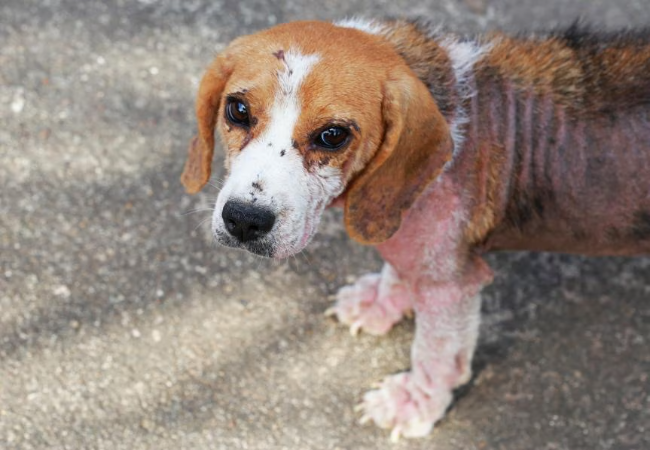 Vet Guide to Demodicosis (“Red Mange”) in Dogs 2025 🐶🩺