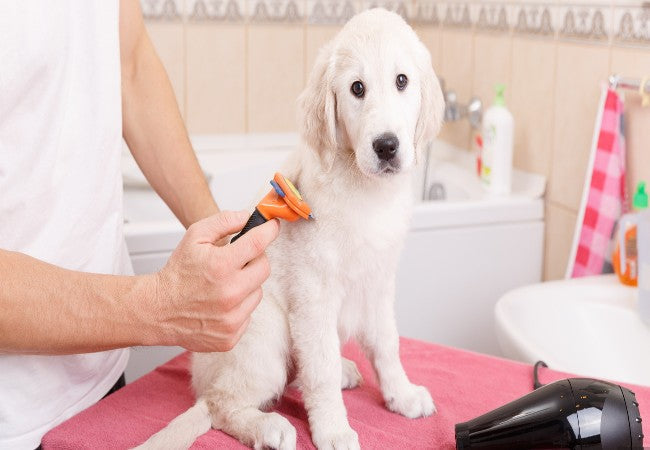 Vet Guide to Dog Dandruff & Dry Skin 2025 🐶🩺