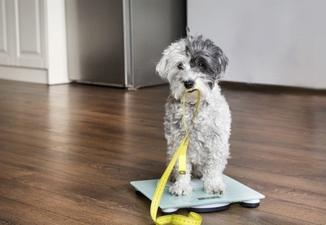 Vet Guide to Finding Your Dog’s Body Condition Score: Real Life Weight Check (2025) 🐶⚖️