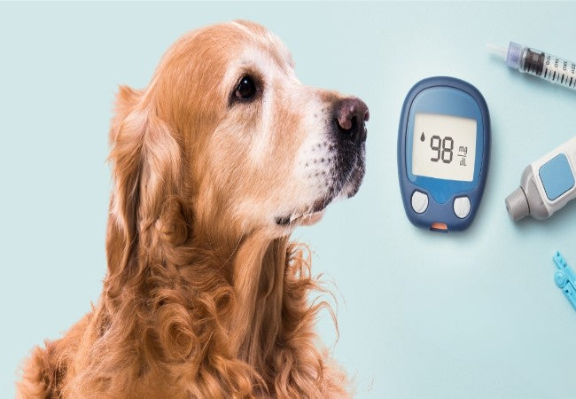 Vet Guide to Hyperosmolar Coma in Diabetic Dogs 2025 🐶🩺