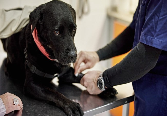 Vet Guide to Hypopituitarism in Dogs 2025 🐶🩺