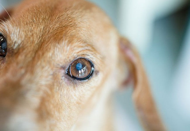 Vet Guide to Iris Atrophy in Dogs 2025 🐶🩺