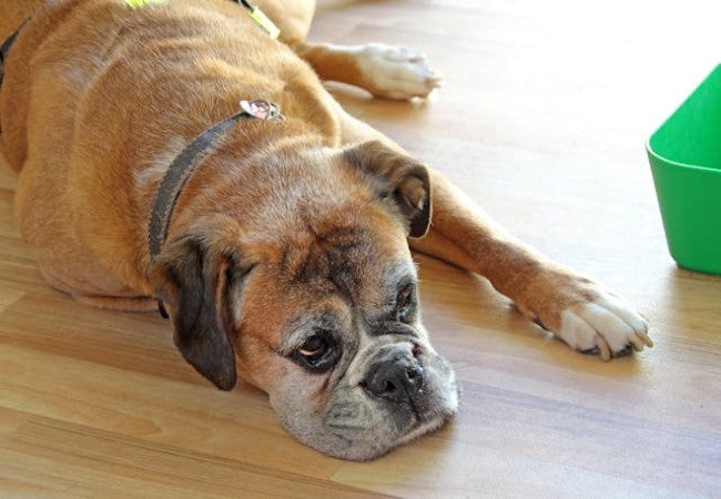 Vet Guide to Non‑Cardiogenic Pulmonary Edema in Dogs 2025 🐶🌬️