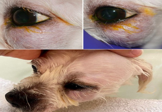Vet Guide to Orbital Diseases in Dogs 2025 🐶🩺