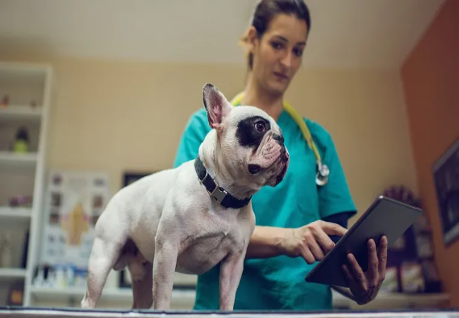 Vet Guide to Paraneoplastic Syndromes in Dogs 2025 🐶🩺