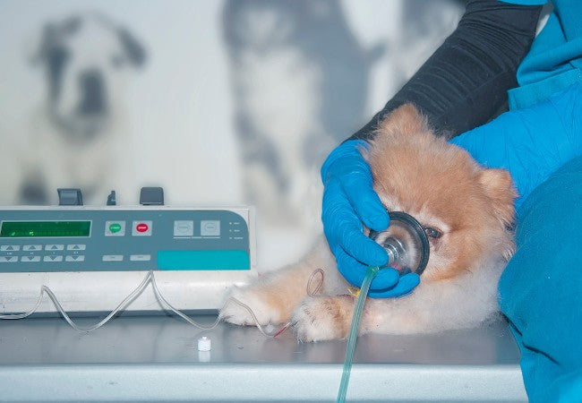 Vet Guide to Tracheal Collapse in Dogs 2025 🐶📉