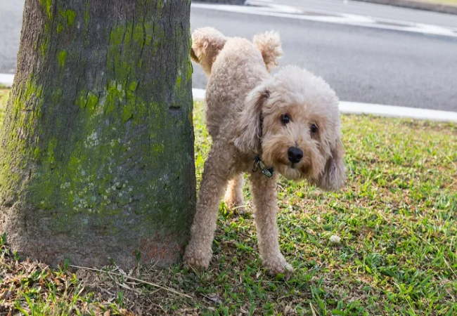 Vet Insight: Hyposthenuria in Dogs 2025 🐶💧