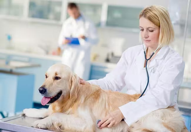 Vet‑Led Advances in Canine Mammary Tumor Therapy 2025: Cutting‑Edge Tools & Hope 🐾🎗️
