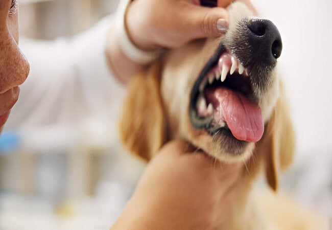 Vet‑Led Guide to Dry Mouth in Pets 2025: Care, Causes & Relief 😬💧