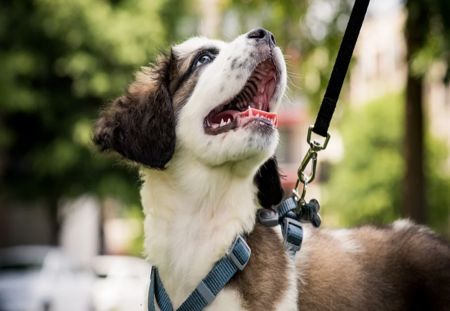 Puppy Walking Schedule