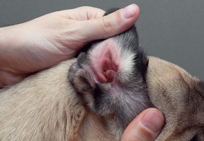 🩺 Vet’s 2025 Comprehensive Guide to Canine Skin Ulcers 🐾