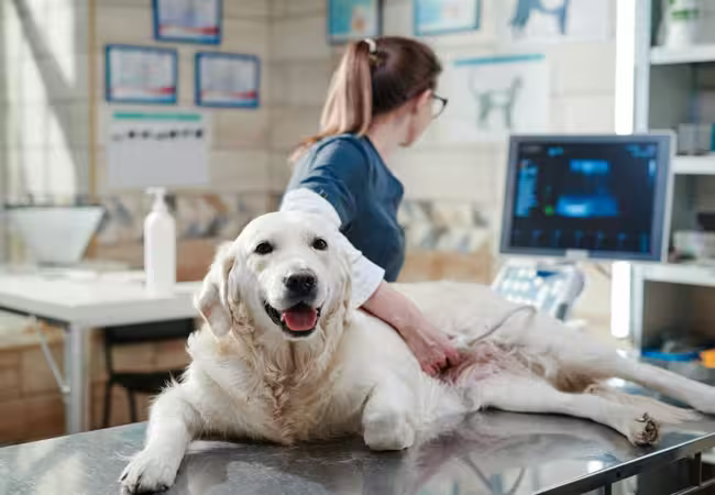 Vet’s 2025 Guide: Canine Gastroduodenal Ulcer Disease🩺