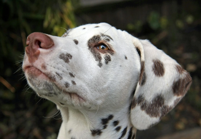 Vet’s 2025 Guide to Aortic (Subaortic) Stenosis in Dogs – Causes, Diagnosis & Care 💓