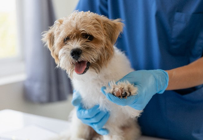 Vet’s 2025 Guide to Aortic Thromboembolism in Dogs – Causes, Diagnosis & Care 🐾