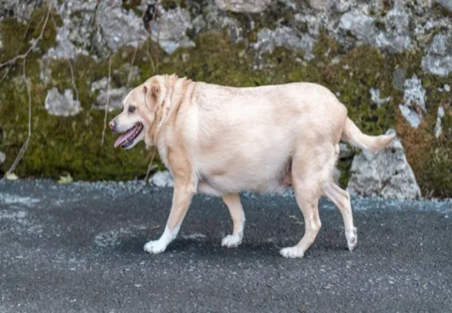 Vet’s 2025 Guide to Atherosclerosis in Dogs – Causes, Diagnosis & Management 🐶